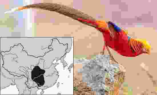 红腹锦鸡-摄影傅聪