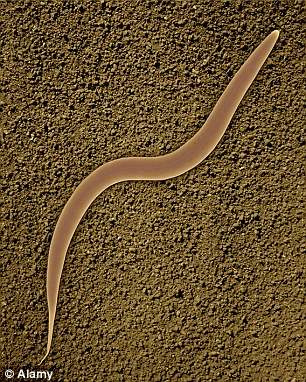 伦敦大学学院的科学家们使用的研讨对象是奇丽隐杆线虫。这种生物长度仅有1毫米,生活在土壤中。固然体型微小,但奇丽隐杆线虫的心理特点与咱们有诸多共同点。