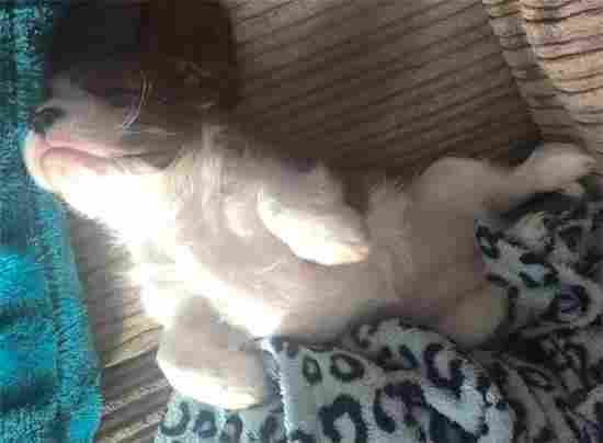 Cavalier King