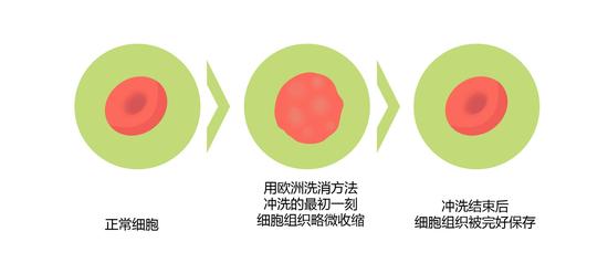 用欧洲洗消方法冲刷的最初一刻,细胞构造略微压缩,及冲刷停止后,细胞构造被齐备保留。(画图 肖媛)