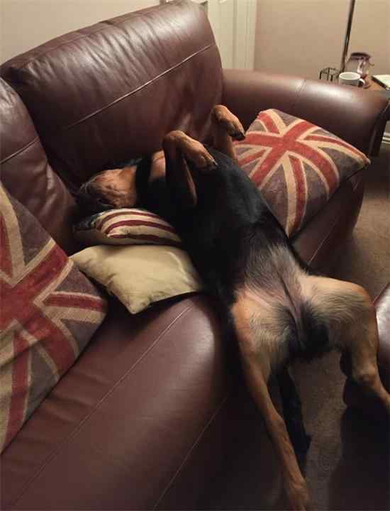 Rottweilers