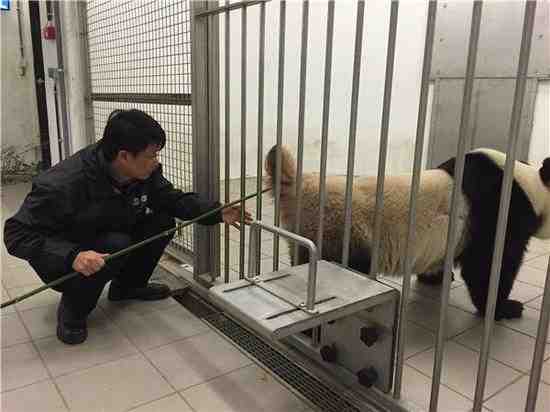 母熊猫想猖狂啪啪啪,公熊猫不解风情被电晕取精