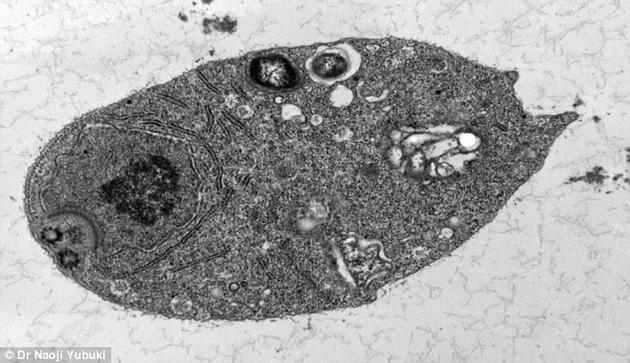 生物学家以为,类单鞭滴虫属并非一直没有线粒体,而是在演变进程中的某个节点得到了这些能量细胞器。