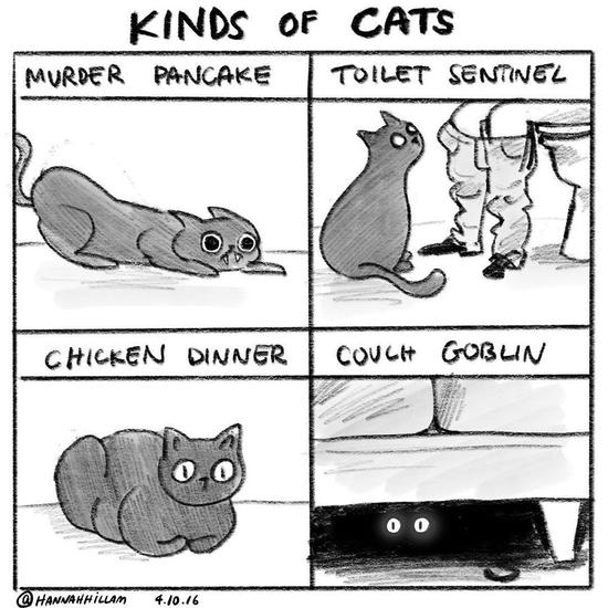 猫的种类: