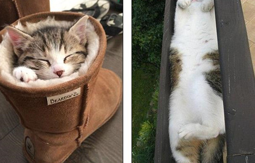猫咪睡在鞋子里